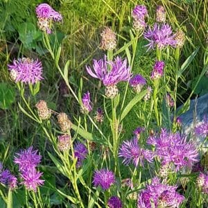 Ahdekaunokki (Centaurea jacea) – violetit kukat kukkivat vehreässä ympäristössä.