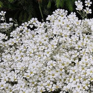 Hopeahärkki (Cerastium tomentosum) kukkii runsaasti valkoisin kukin matalana kasvustona.