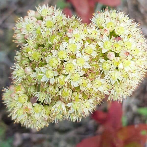Isomaksaruoho – Sedum telephium – Kärleksört – siemenet