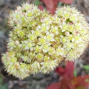 Isomaksaruoho (Sedum telephium) vaaleankeltaiset kukinnot läheltä kuvattuna.