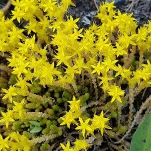 Keltamaksaruoho (Sedum acre), kirkkaan keltaiset tähdenmuotoiset kukat lähikuvassa.