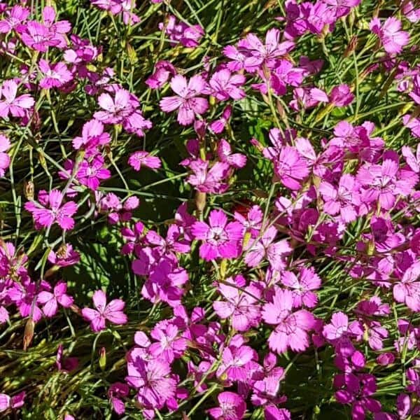 Ketoneilikka Dianthus Deltoides Backnejlika Siemenet
