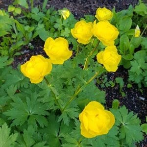 Kullero eli niittykullero (Trollius europaeus) kirkkaankeltaiset kukat vihreän lehdistön keskellä.