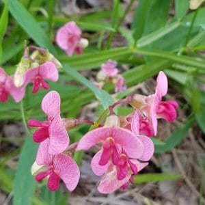 Metsänätkelmä (Lathyrus sylvestris) vaaleanpunaisine kukkineen vihreiden lehtien keskellä.