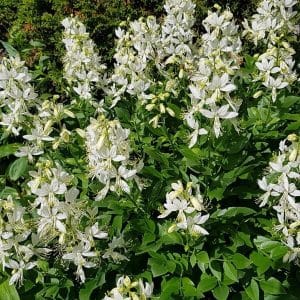 Mooseksenpalavapensas - valkoinen (Dictamnus albus) – Pensas jossa on kauniit valkoiset orkkideamaiset kukat.