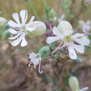 Nurmikohokki (Silene vulgaris) – valkoisia kukkia, joissa on pullistuneet verhiöt ja hentoja terälehtiä.