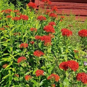 Palavarakkaus (Silene chalcedonica) punaisena kukkaloistona mökin seinustalla.