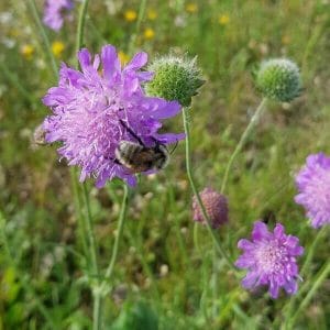 Ruusuruoho / Ketoruusuruoho (Knautia arvensis) – Vaalean lilan värinen kukinta houkuttelee niityllä pörriäisiä.