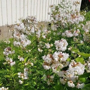 Suopayrtti (Saponaria officinalis) mökin seinustalla, täydessä kukassa valkoisin ja hennon vaaleanpunaisin kukin.