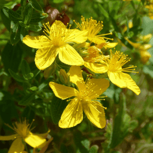 Mäkikuisma (Hypericum perforatum) – kirkkaankeltaisia tähtimäisiä kukkia vihreässä kasvustossa.