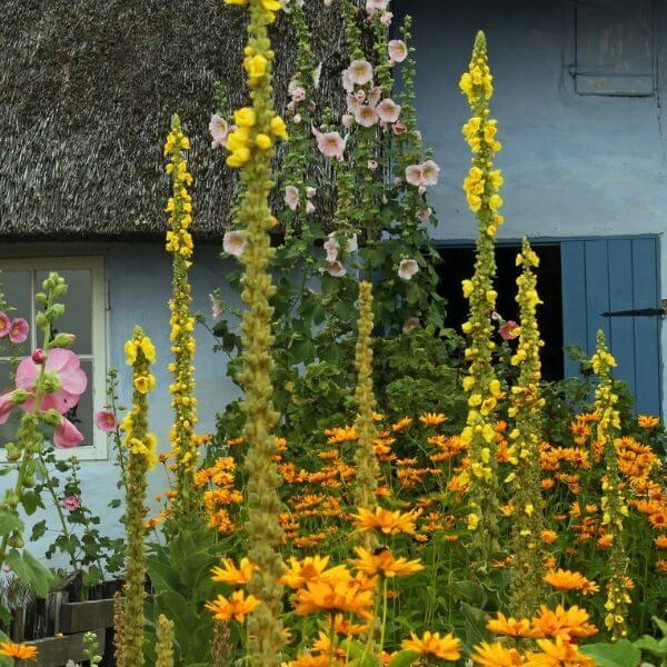 Ukontulikukka Verbascum Thapsus Kungsljus Fr n Siemenet Ukontulikukka Verbascum Thapsus Kungsljus Fr n Siemenet