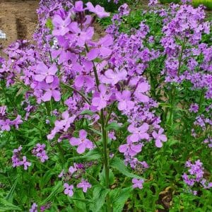 Illakko (Hesperis matronalis) vaaleanvioletteja kukkia rehevässä kasvustossa.