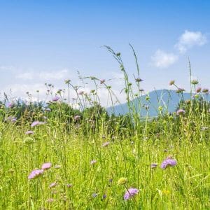 Niittyheinäseos kukkaniitylle – monipuolinen sekoitus heinälajeja luonnonmukaiseen ja kestävään kukkaniittyyn.
