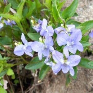 Aho-orvokki (Viola canina), lähikuva violetinsinisistä kukista.