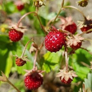 Ahomansikka eli metsämansikka (Fragaria vesca) punaiset marjat vihreiden lehtien keskellä. Mansikan siemenet.