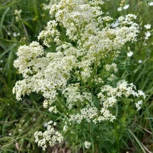 Ahomatara (Galium boreale, Vitmåra) – valkokukkainen monivuotinen luonnonkasvi lähikuvassa.