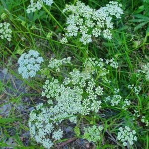 Ahopukinjuuri (Pimpinella saxifraga) niityllä, pitsimäiset valkoiset kukinnot erottuvat vihreää taustaa vasten.