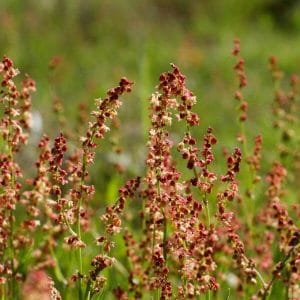 Ahosuolaheinä (Rumex acetosella) – punertavat kukinnot kohoavat vihreiden lehtien yläpuolelle luonnonniityllä.