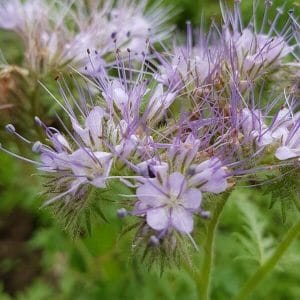 Aitohunajakukka (Phacelia tanacetifolia) – lähikuva vaaleanvioleteista kukista, joissa näkyy pitkiä heteitä.