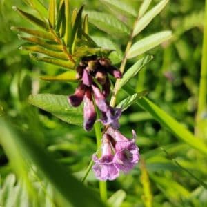 Aitovirna (Vicia sepium) – Häckvicker, violetti kukinto ja vihreät lehdet luonnollisessa ympäristössä.