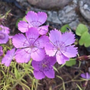 Amurinneilikka (Dianthus amurensis) vaaleanvioletteja, tummakuvioisia kukkia kivikkopuutarhassa.
