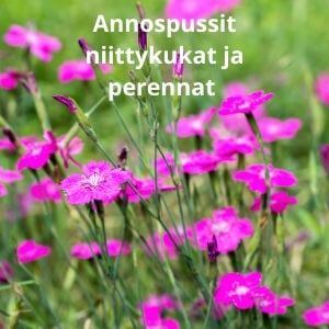 Annospussit – niittykukat ja perennat - seikkutuote.com