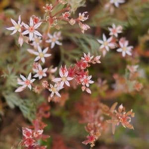 Espanjanmaksaruoho (Sedum hispanicum) – maanpeitekasvi punertavanvalkoisilla kukilla, sopii myös viherkatoille.