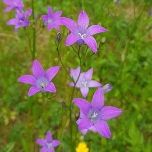 Harakankello (Campanula patula) - vaaleanvioletit kukat luonnonniityllä.
