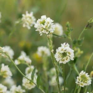 Harmio (Berteroa incana) - lähikuva valkoisista kukista vihreää taustaa vasten.