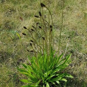 Heinäratamo (Plantago lanceolata, Svartkämpar) – monivuotinen kasvi, jolla on kapeat lehdet ja korkeat kukkavarret.