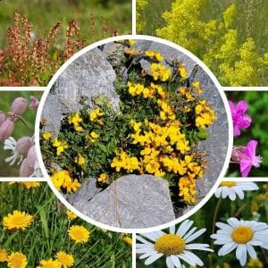 Hiekkaharju siemenseos – värikkäitä luonnonkukkia, kuten keltamaite, päivänkakkara, keltasauramo ja mäkitervakko.