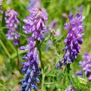 Hiirenvirna (Vicia cracca) – kauniit sinivioletit kukinnot ja hento köynnösmäinen varsi.