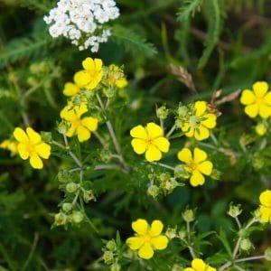 Hopeahanhikki (Potentilla argentea) – kuva pienistä, kirkkaankeltaisista kukista ja liuskaisista vihreistä lehdistä.