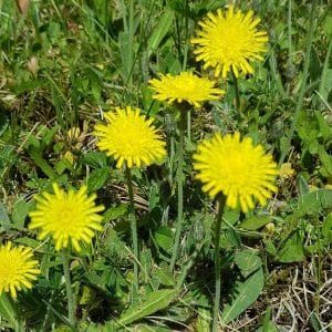 Huopakeltano (Pilosella officinarum) – kuva keltaisista kukista vihreällä niityllä.