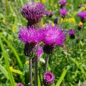 Huopaohdake (Cirsium heterophyllum) – kirkkaan violetit kukinnot erottuvat vehreän kesäisen niityn taustaa vasten.