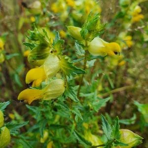 Isolaukku (Rhinanthus angustifolius), lähikuva keltaisista kukista.