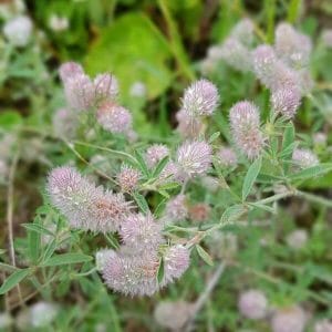 Jänönapila (Trifolium arvense) - lähikuva pehmeän pörröisistä ja vaaleanpunertavista kukinnoista vehreässä ympäristössä.