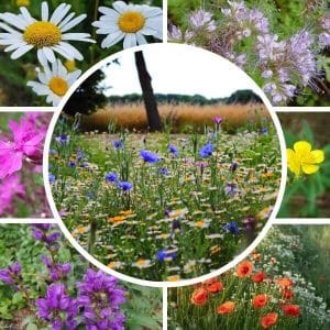 Joutomaa siemenseos kukkia, kuten päivänkakkaroita, ruiskukkia, unikoita ja muita luonnonkukkia kauniissa kollaasissa.