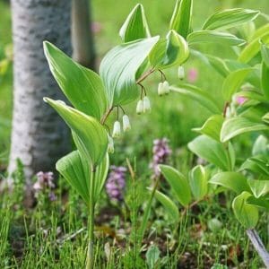 Kuvassa näkyy kalliokielo (Polygonatum odoratum), jolla on hennot valkoiset kellokukat.