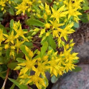 Kamtsatkanmaksaruoho (Sedum kamtschaticum) – kirkkaan keltaiset kukat lähikuvassa.