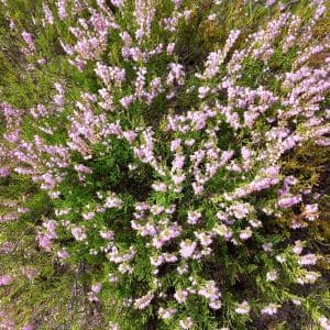 Kanerva (Calluna vulgaris), vaaleanpunaiset kukat – koristekasvin siemenet puutarhaan ja kivikkoalueiden koristeluun.