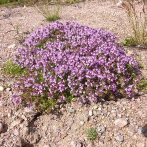 Kangasajuruoho (Thymus serpyllum, Backtimjan) kukkii kuivassa maastossa tiiviinä kasvustona.