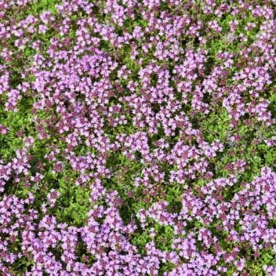 Kangasajuruoho (Thymus serpyllum, Backtimjan) – matala lajike Magic Carpet, joka sopii kivikko- ja hiekkamaalle.