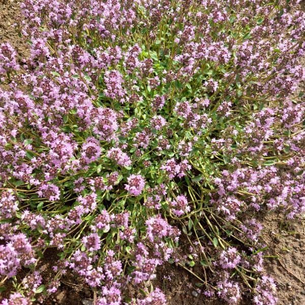 Kangasajuruoho (Thymus serpyllum) muodostaa matalan, tiheän kasvuston, jossa karmiininpunaisia kukkia.