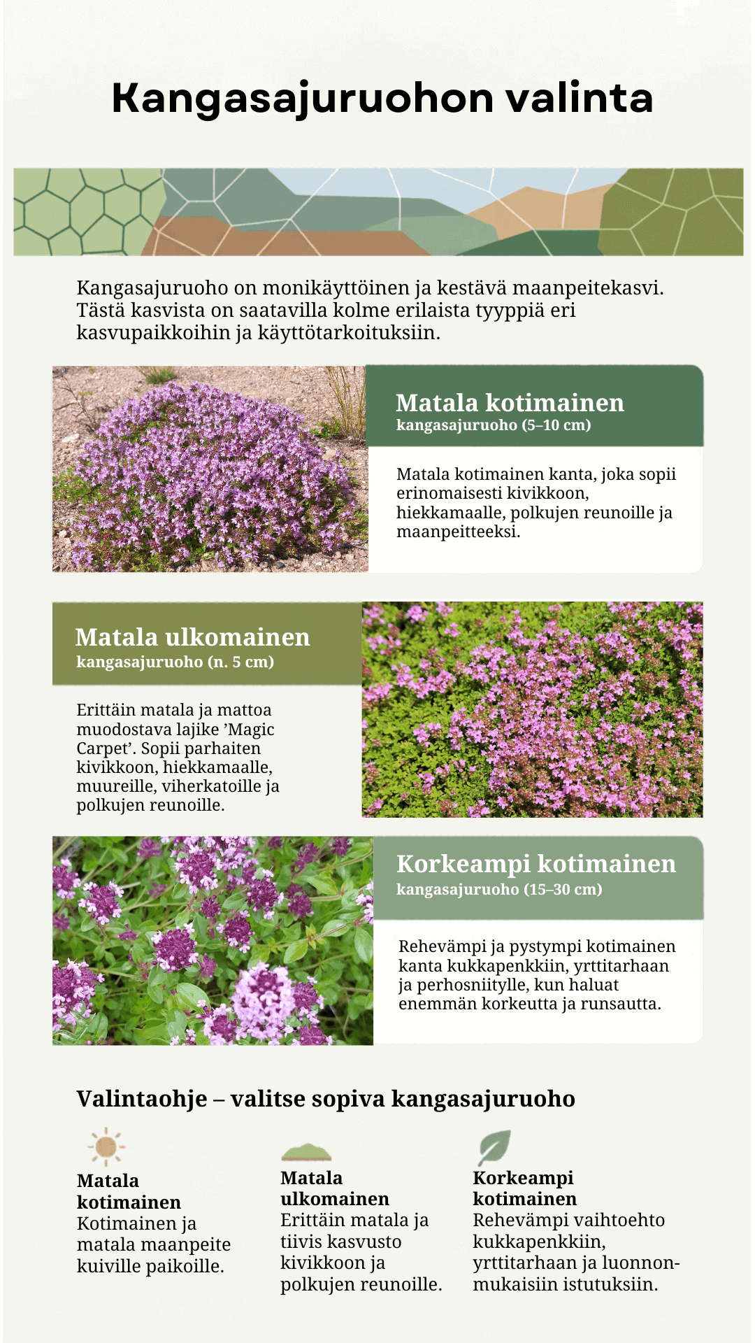 Kangasajuruohon valinta – vertailu matalan kotimaisen ja ulkomaisen ja korkeamman kotimaisen välillä.