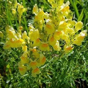 Kannusruoho (Linaria vulgaris) - Kirkkaan keltaiset kukat, joissa oranssit kannukset, vihreässä ympäristössä.
