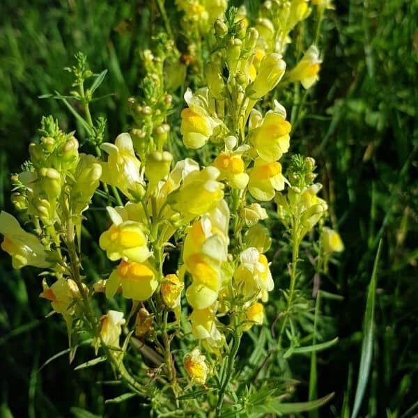 Kannusruoho Linaria Vulgaris Gulsporre Fr n Siemenet Kannusruoho Linaria Vulgaris Gulsporre Fr n Siemenet