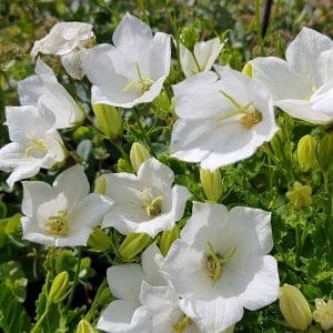 Karpaattienkello (Campanula carpatica) – suuret valkoiset kukat ja nuput vihreässä lehdistössä.