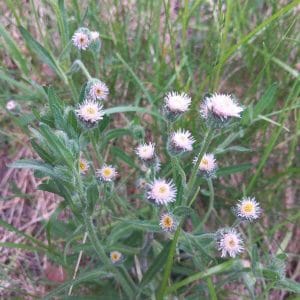 Karvaskallioinen (Erigeron acris, Gråbinka) – pieni valkokukkainen luonnonkasvi kuiville ja karuille kasvupaikoille.