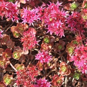 Kaukasianmaksaruoho (Sedum spurium, Kaukasiskt fetblad) – matala peittokasvi syvillä tummanpinkillä kukilla.